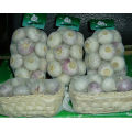 Purple garlic/Fresh garlic/Garlic price per ton from China